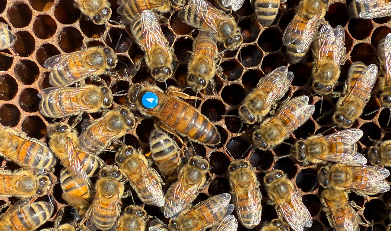 Buckfast Bienenkönigin von AndreasN, LU – Luzern, 2026 – Angebot: Buckfast Bienenkönigin, Wirtschaftskönigin F1