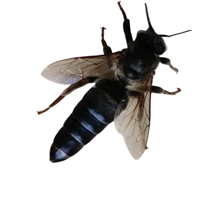 Dunkle Biene Bienenkönigin von Imkerei Manco, ZH – Zürich, 2026 – Angebot: Dunkle Biene (Mellifera) – Belegstelle M01 Krauchtal, 2027
